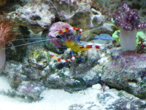  Stenopus cyanoscelis (Yellow Banded Coral Shrimp, Blue-leg Gold Banded Coral Shrimp)